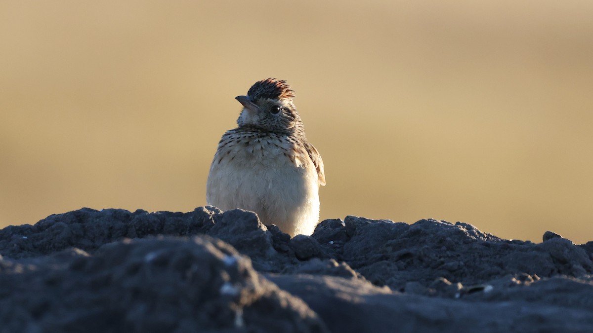 Rufous-naped Lark - ML648502158