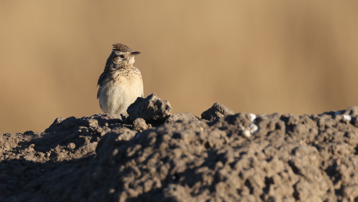 Rufous-naped Lark - ML648502159