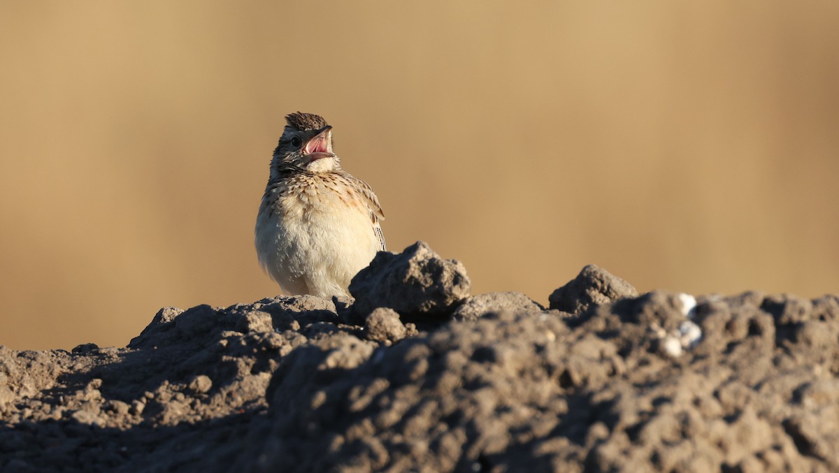Rufous-naped Lark - ML648502160
