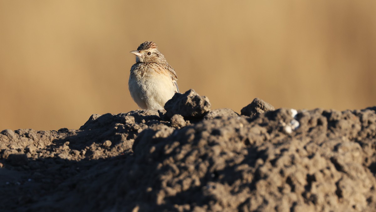 Rufous-naped Lark - ML648502161