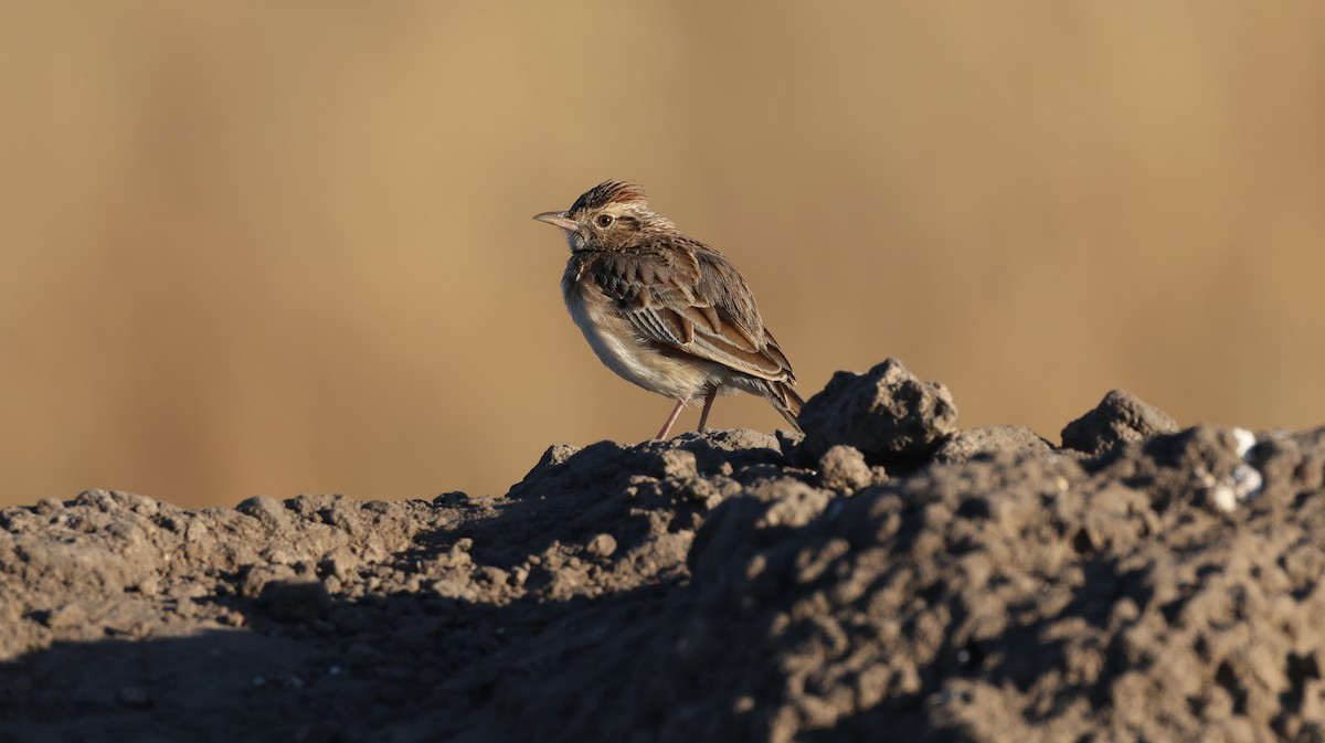 Rufous-naped Lark - ML648502162