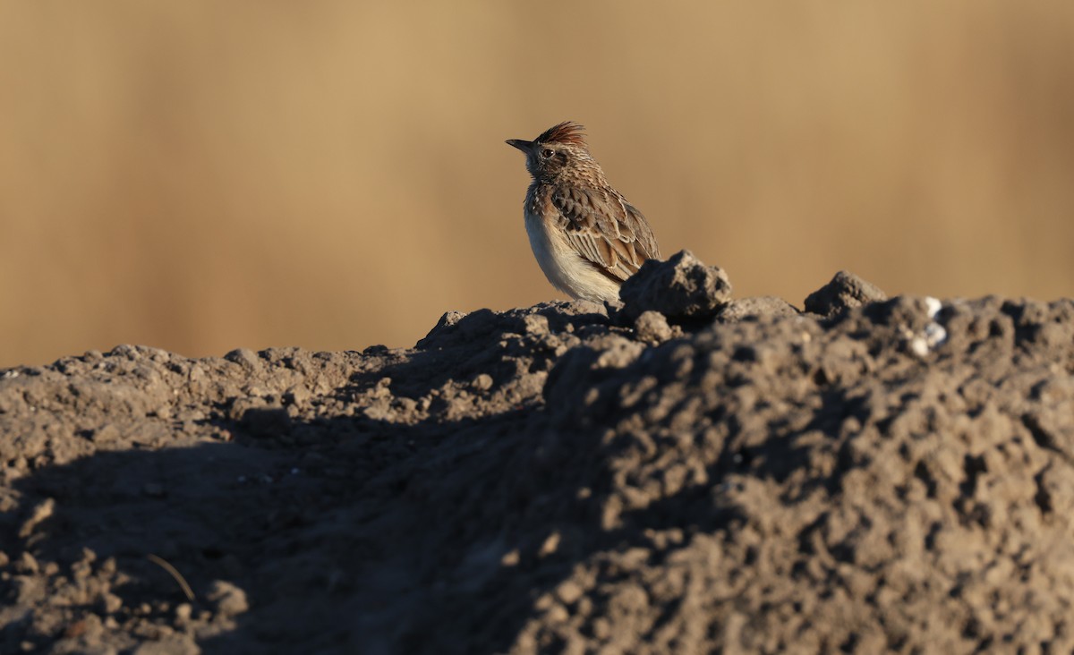 Rufous-naped Lark - ML648502163
