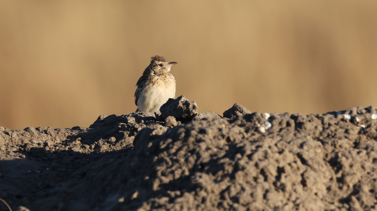 Rufous-naped Lark - ML648502164