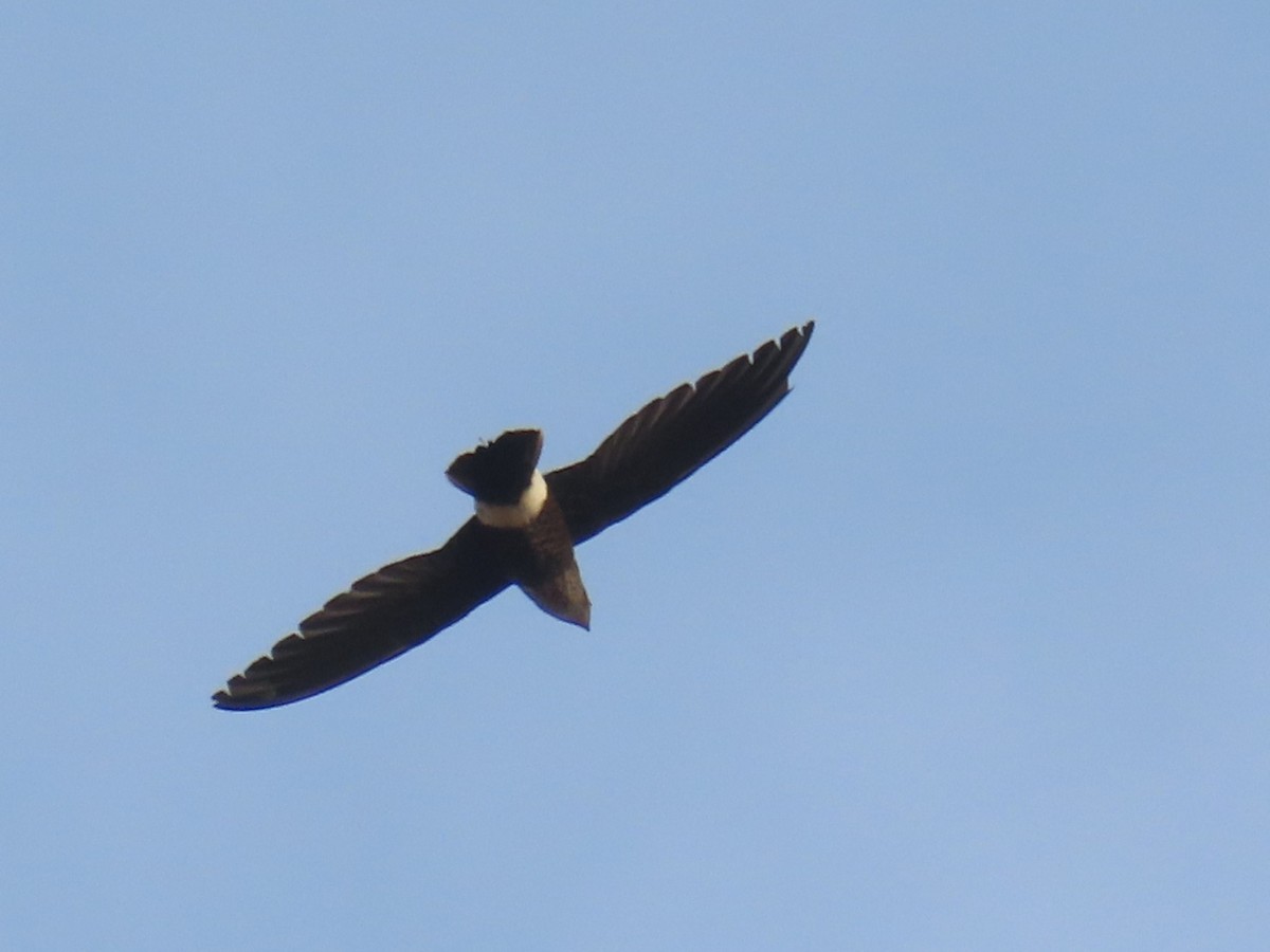 Mottled Spinetail - ML648502232