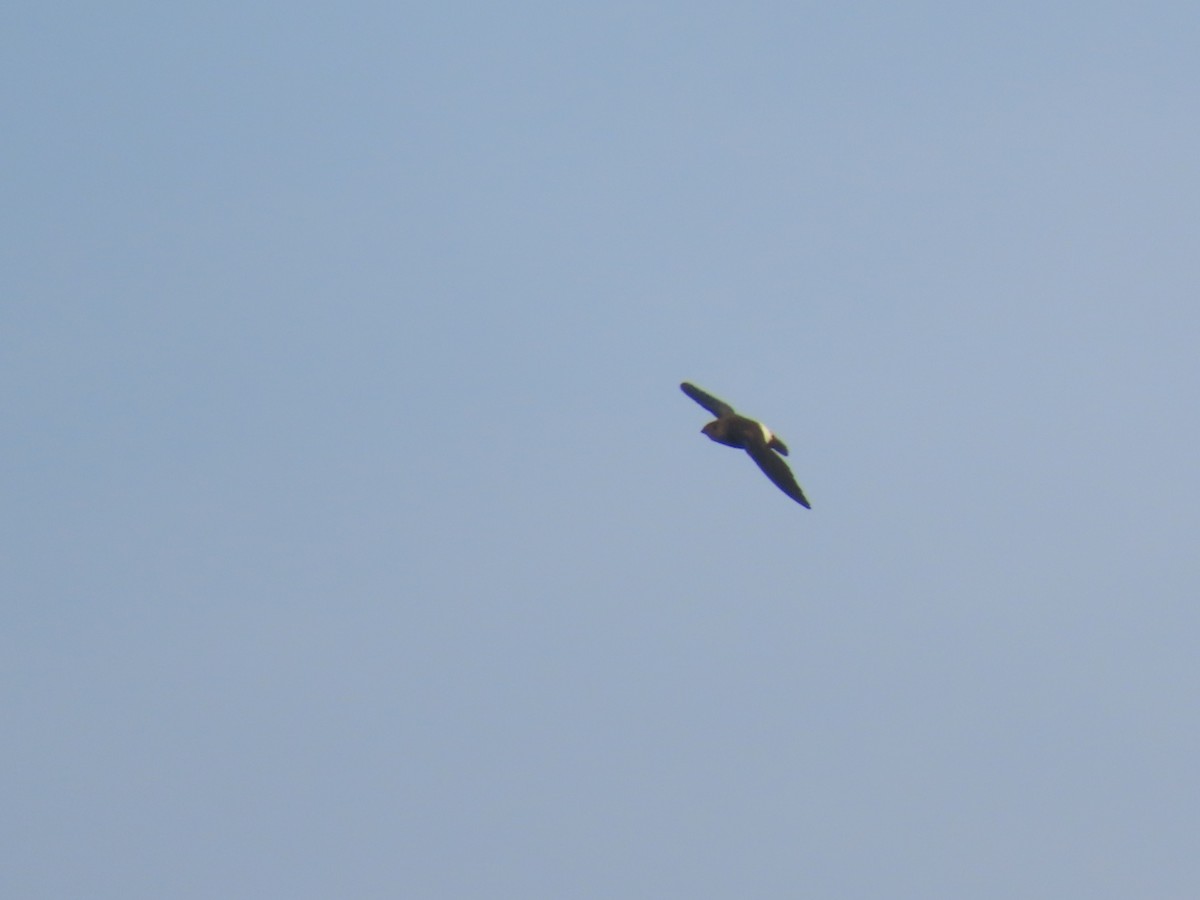 Mottled Spinetail - ML648502233