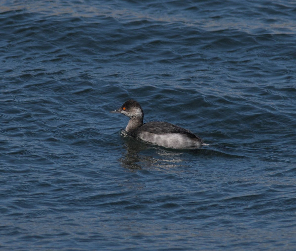 Eared Grebe - ML648502585