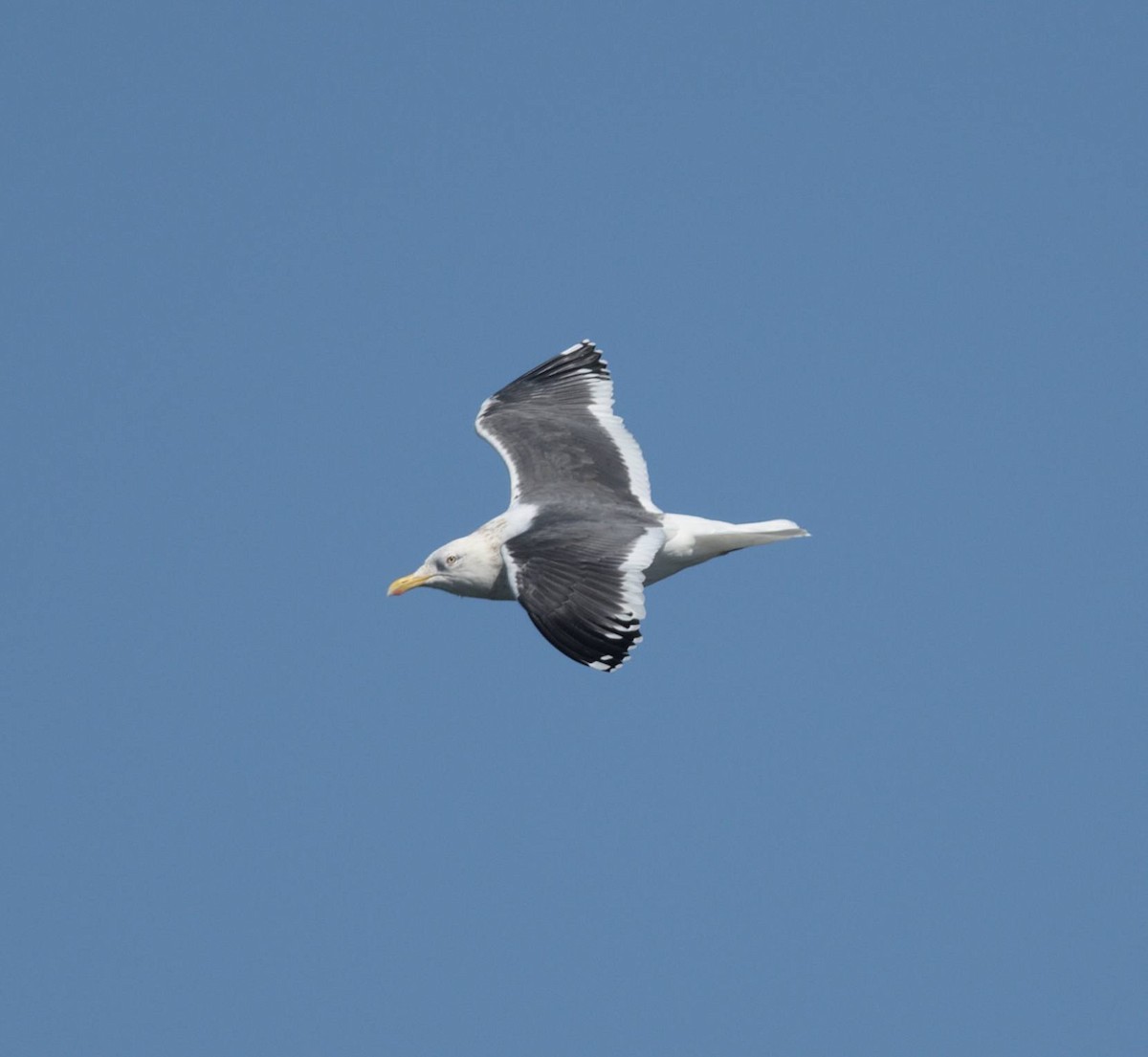Slaty-backed Gull - ML648503055
