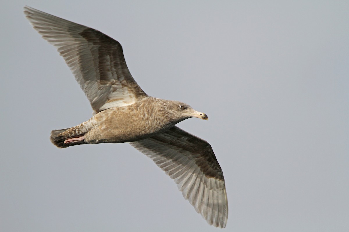 Glaucous Gull - ML64850391