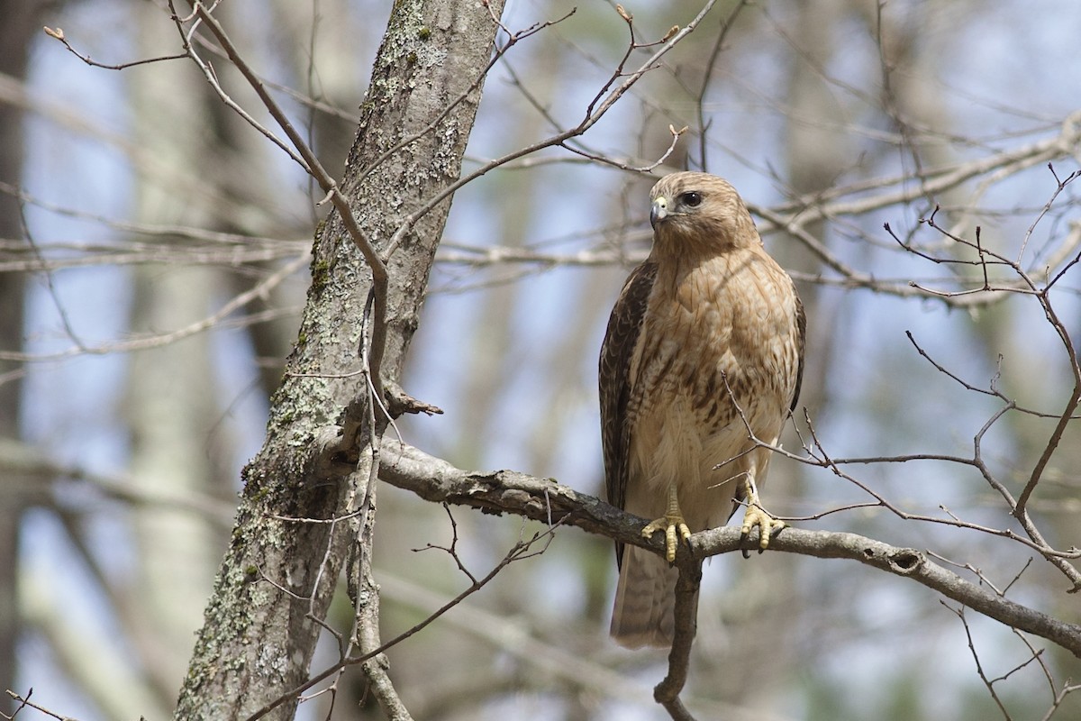 雑種 カタアカノスリ ｘ アカオノスリ - ML648504148