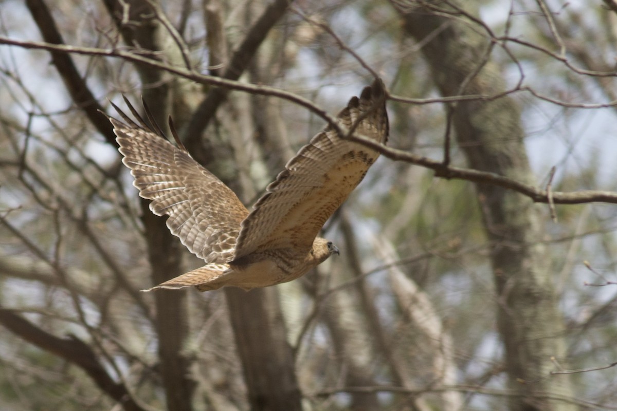 雑種 カタアカノスリ ｘ アカオノスリ - ML648504149