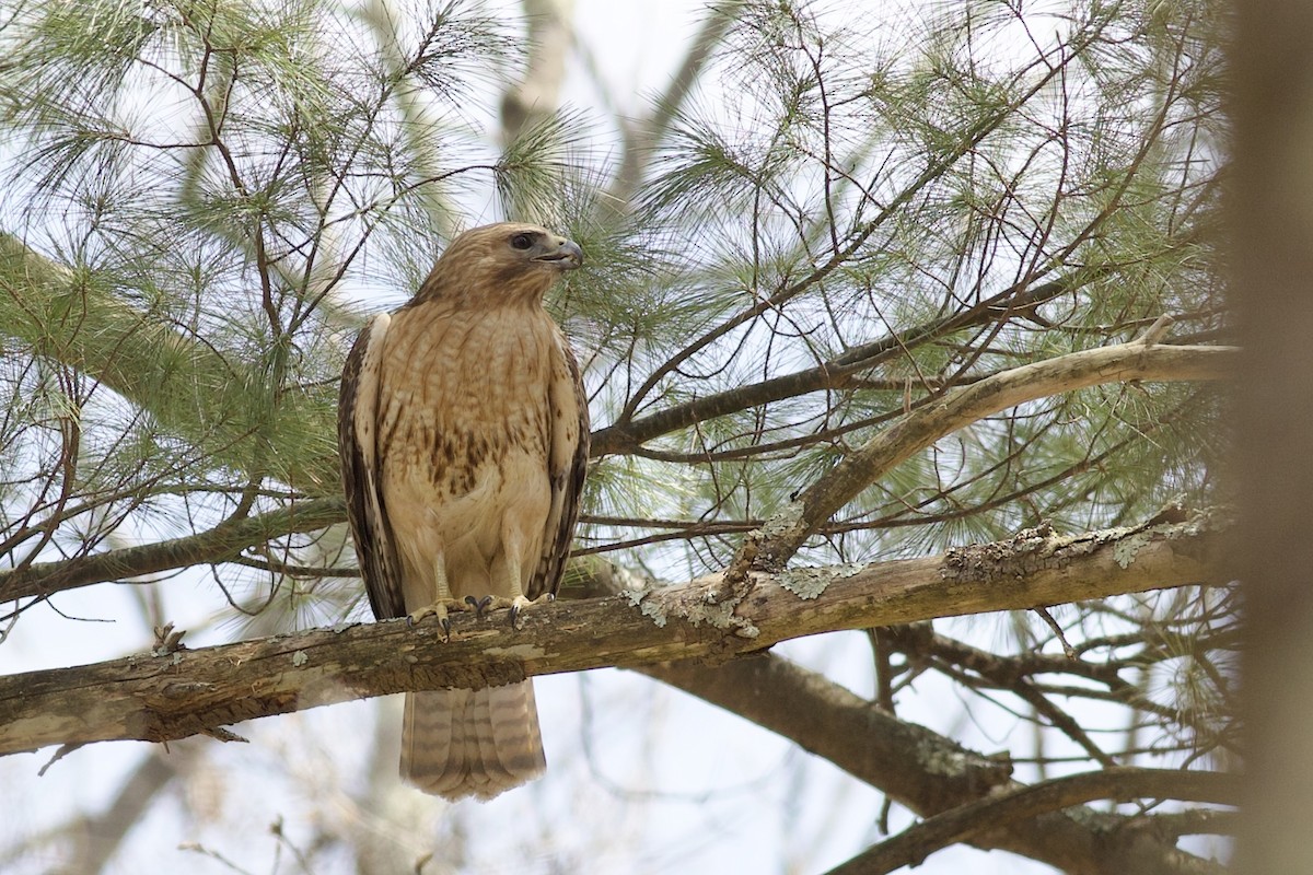 雑種 カタアカノスリ ｘ アカオノスリ - ML648504150