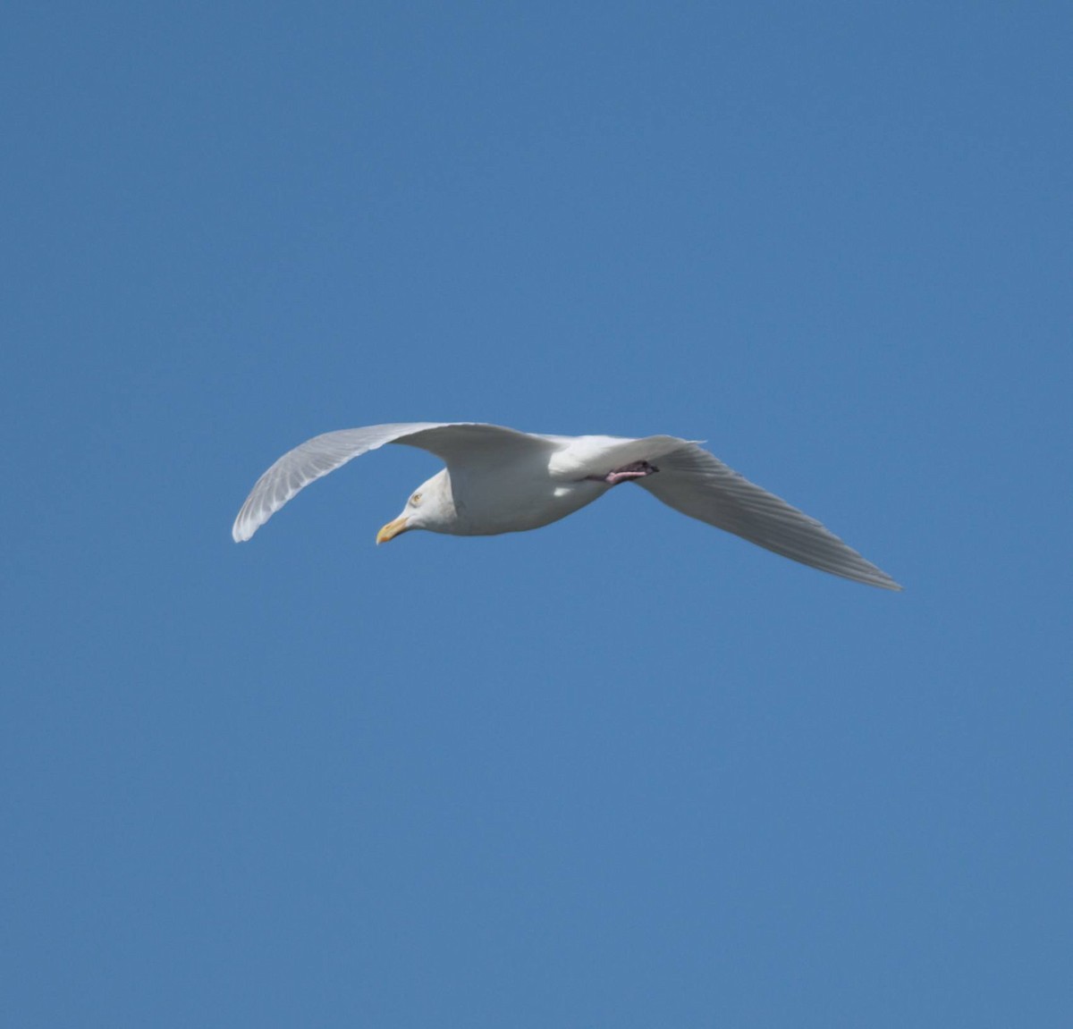 Мартин полярний - ML648504300