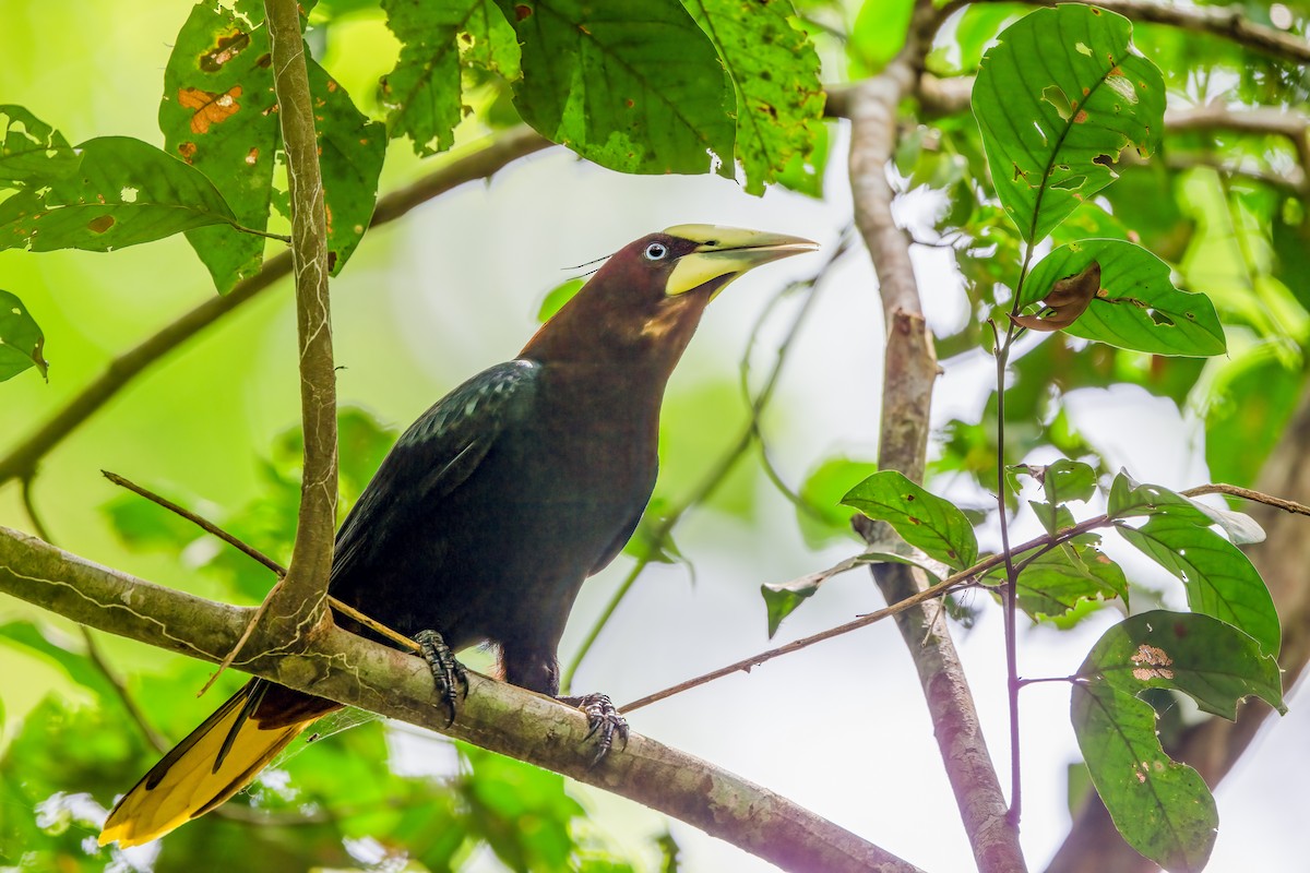 Chestnut-headed Oropendola - ML648504360