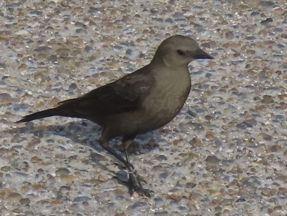 Zanate de Brewer - ML648504447