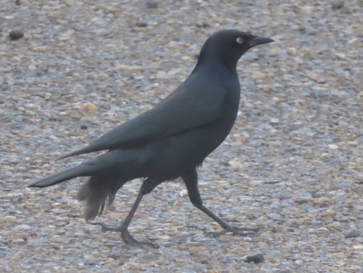 Zanate de Brewer - ML648504448