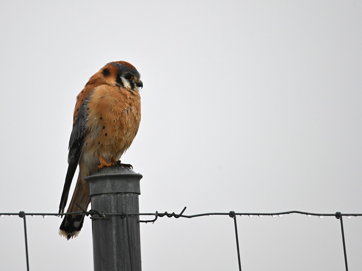 American Kestrel - ML648505086