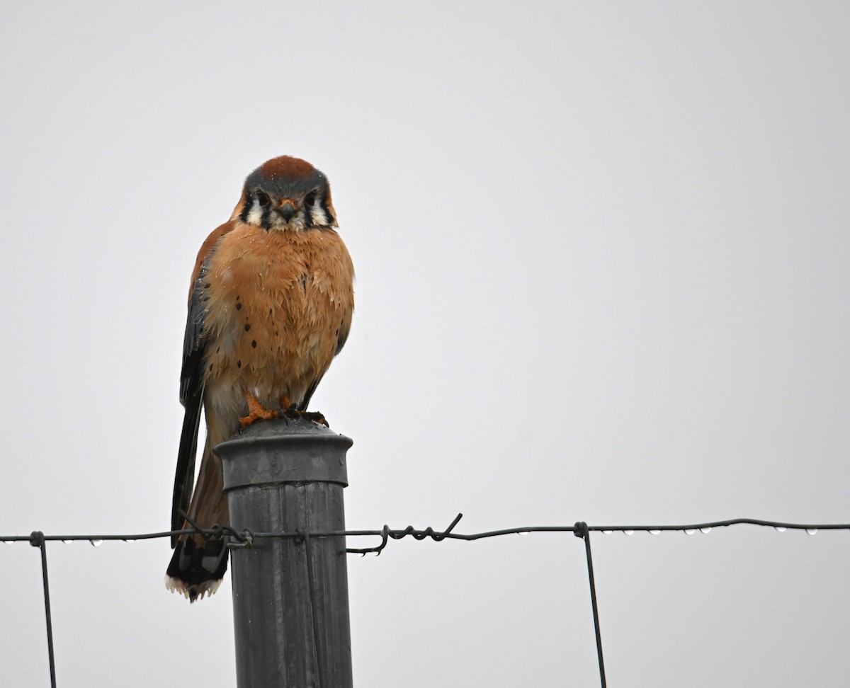 American Kestrel - ML648505087