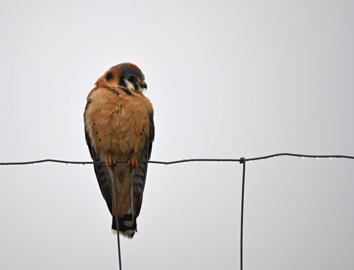 American Kestrel - ML648505088