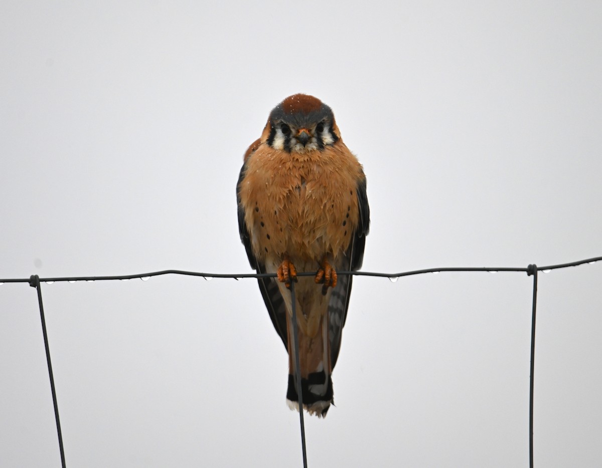 American Kestrel - ML648505089