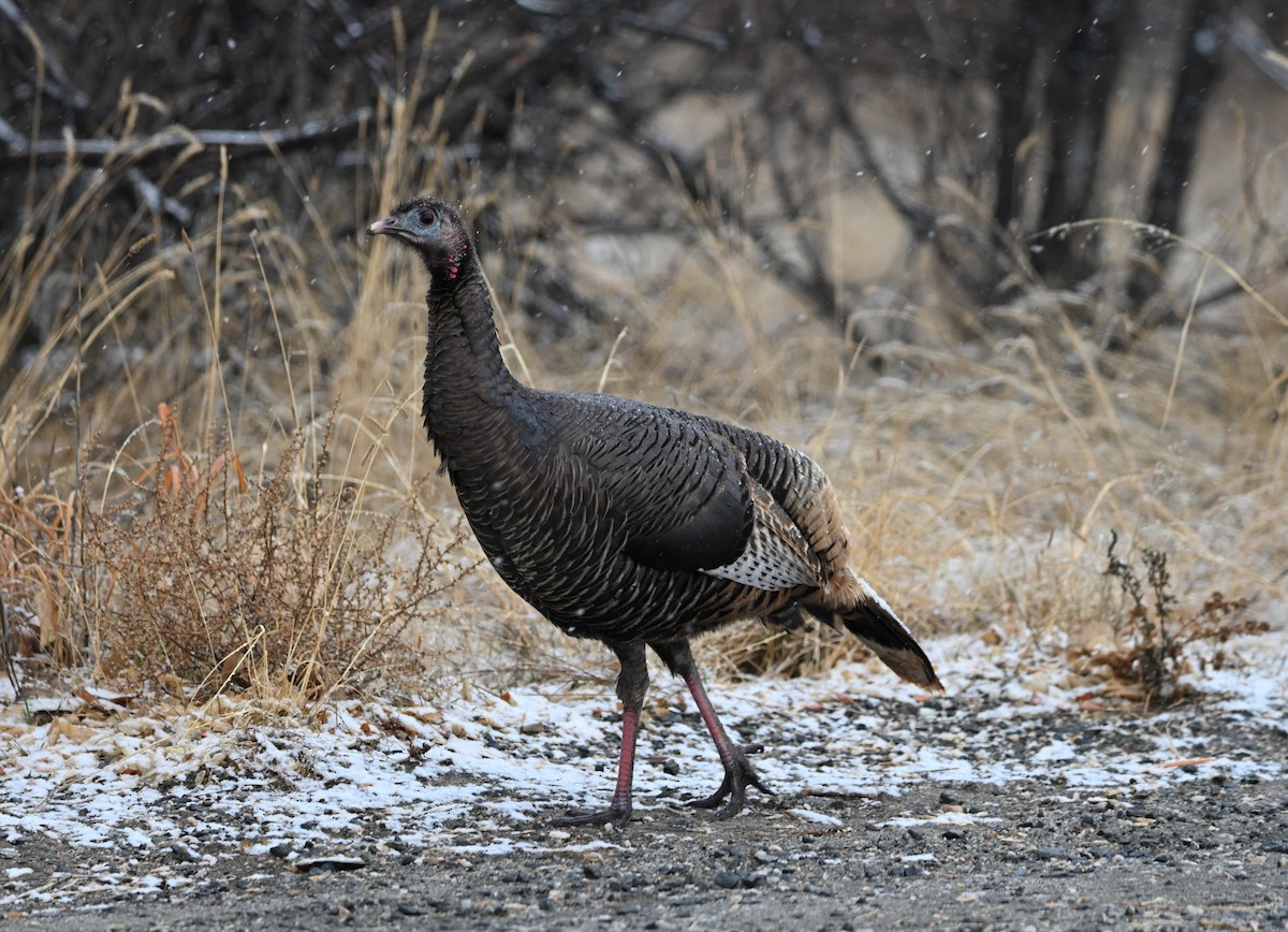 Wild Turkey - ML648505149