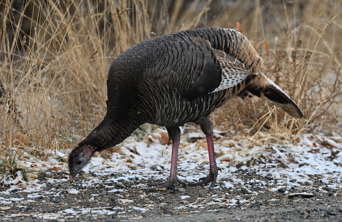 Wild Turkey - ML648505157