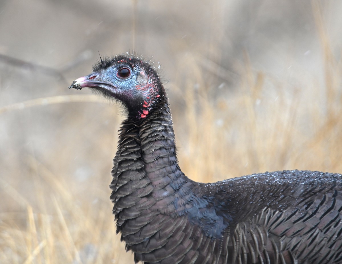 Wild Turkey - ML648505163