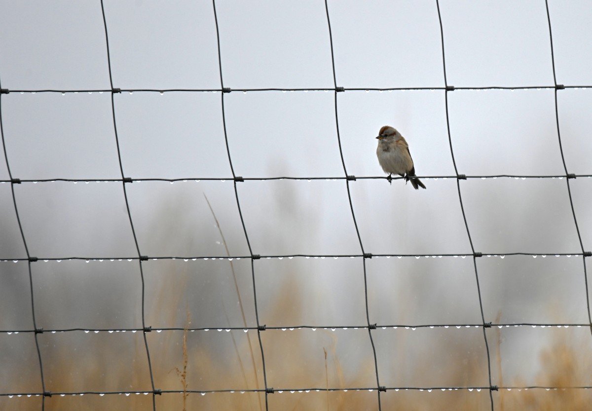 American Tree Sparrow - ML648505185