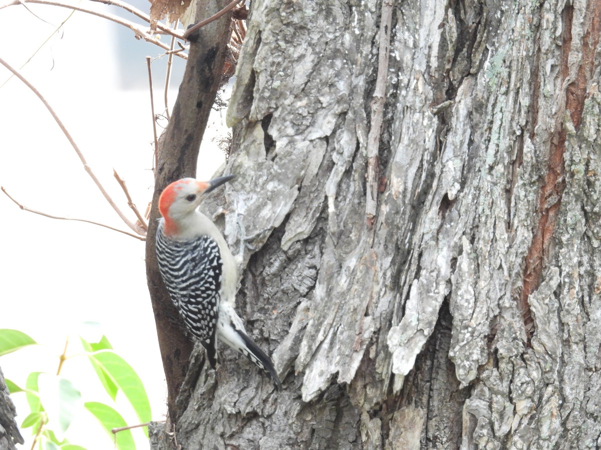 Red-bellied Woodpecker - ML648505317
