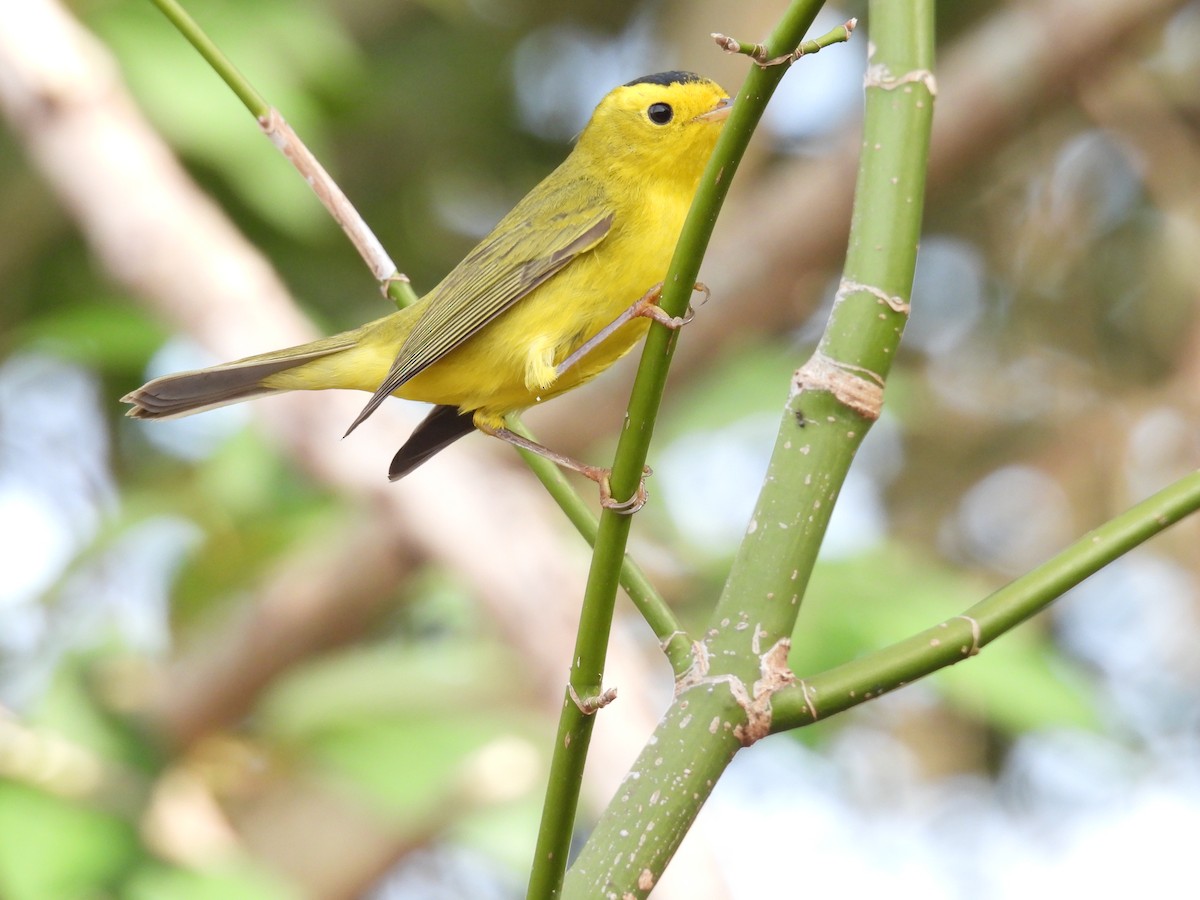 Wilson's Warbler - ML648505329