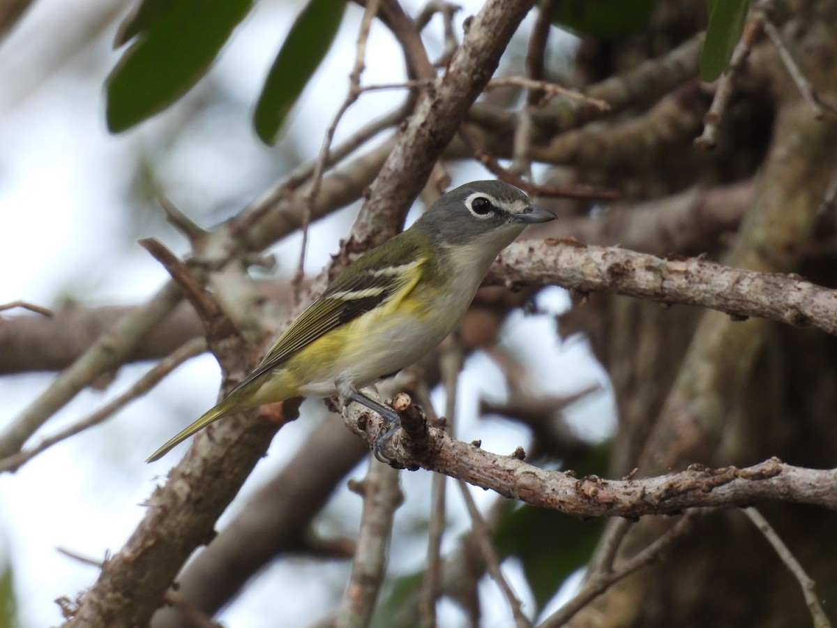 Blue-headed Vireo - ML648505332