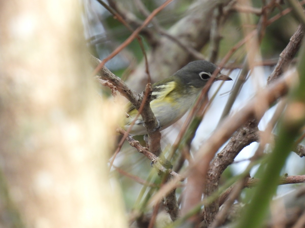 Blue-headed Vireo - ML648505333