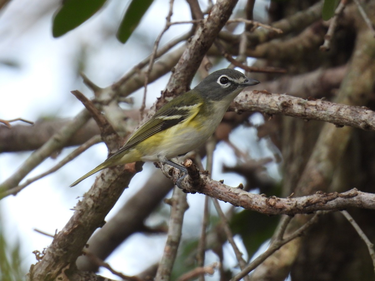 Blue-headed Vireo - ML648505335