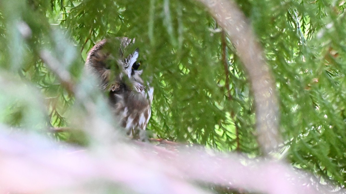 Northern Saw-whet Owl - ML648505955