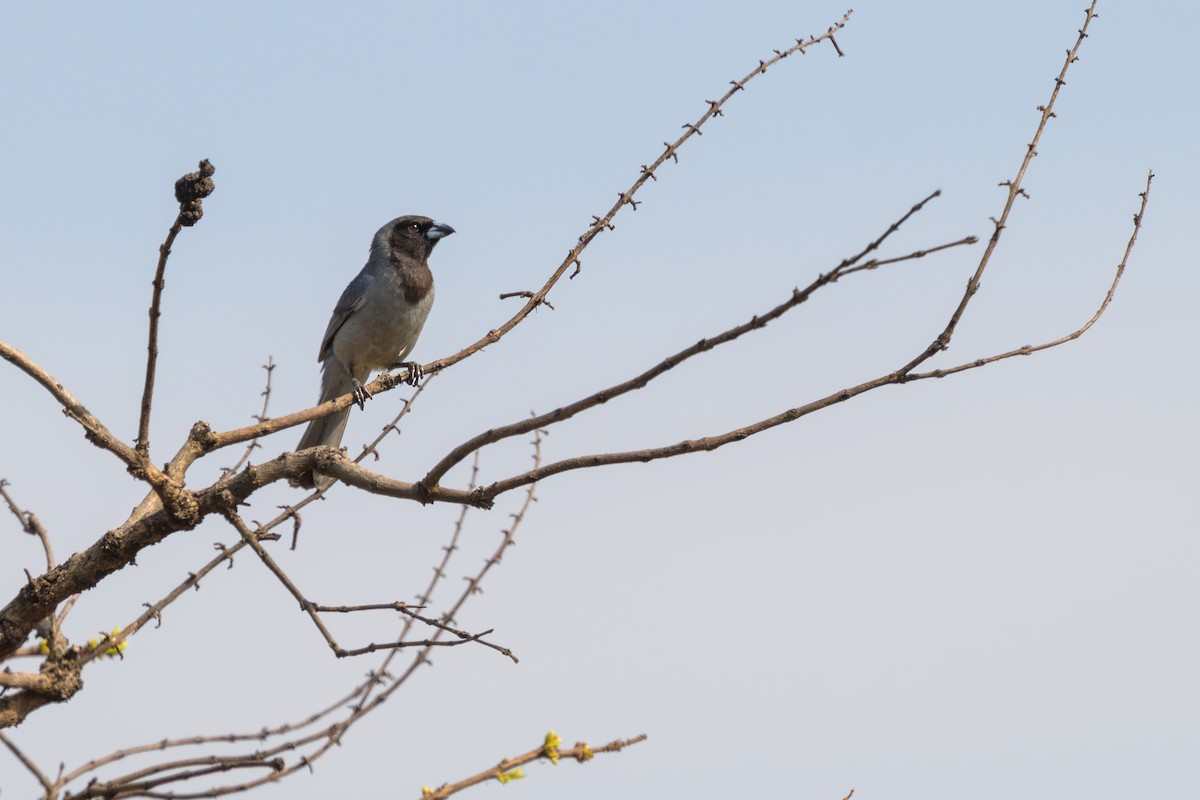 Black-faced Tanager - ML648506566