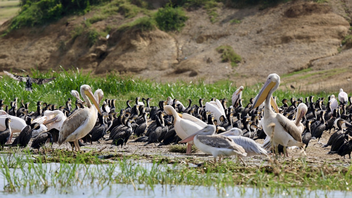 Great Cormorant - ML648506621