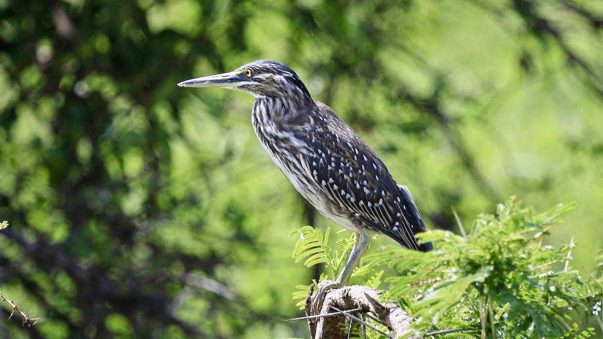 Little Heron - ML648506651