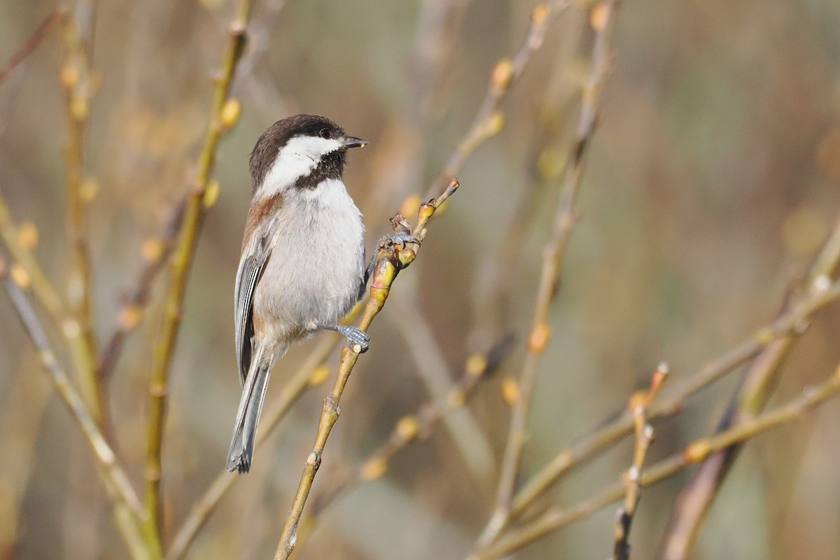 Chestnut-backed Chickadee - ML648506845