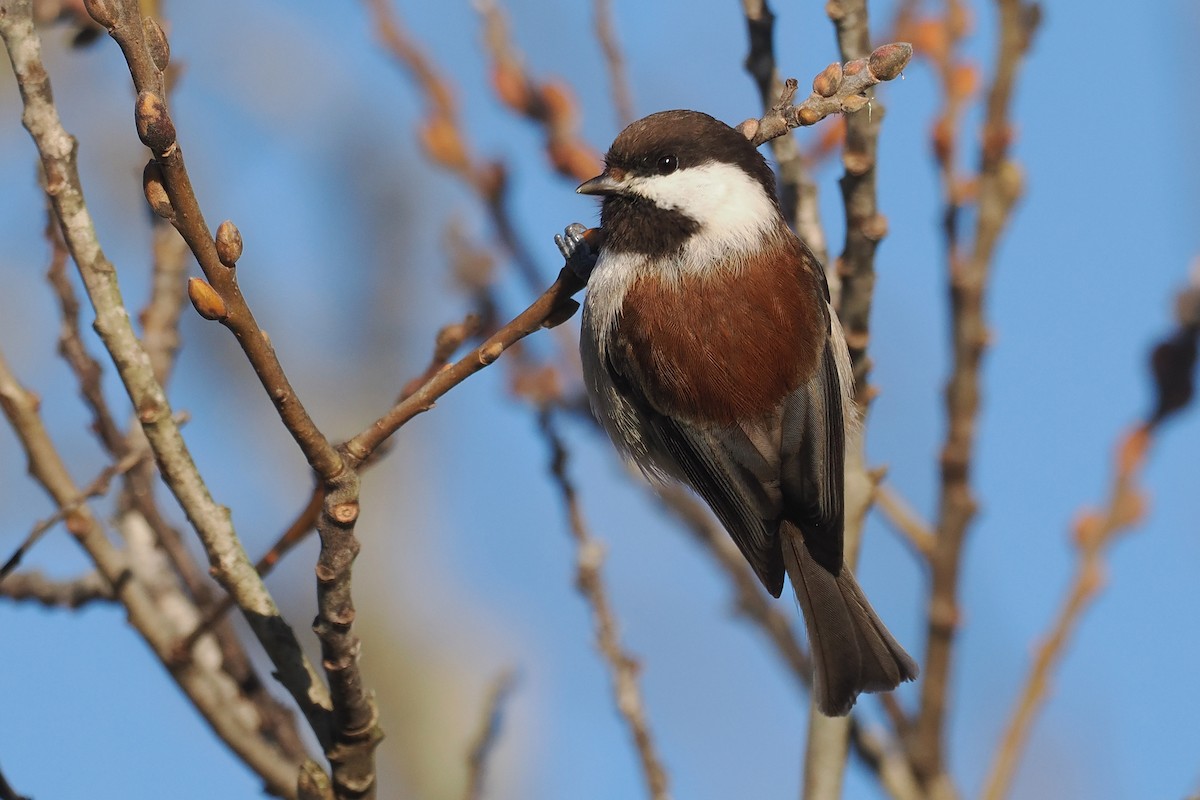 Chestnut-backed Chickadee - ML648506846