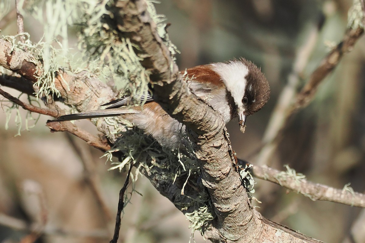 Chestnut-backed Chickadee - ML648506847