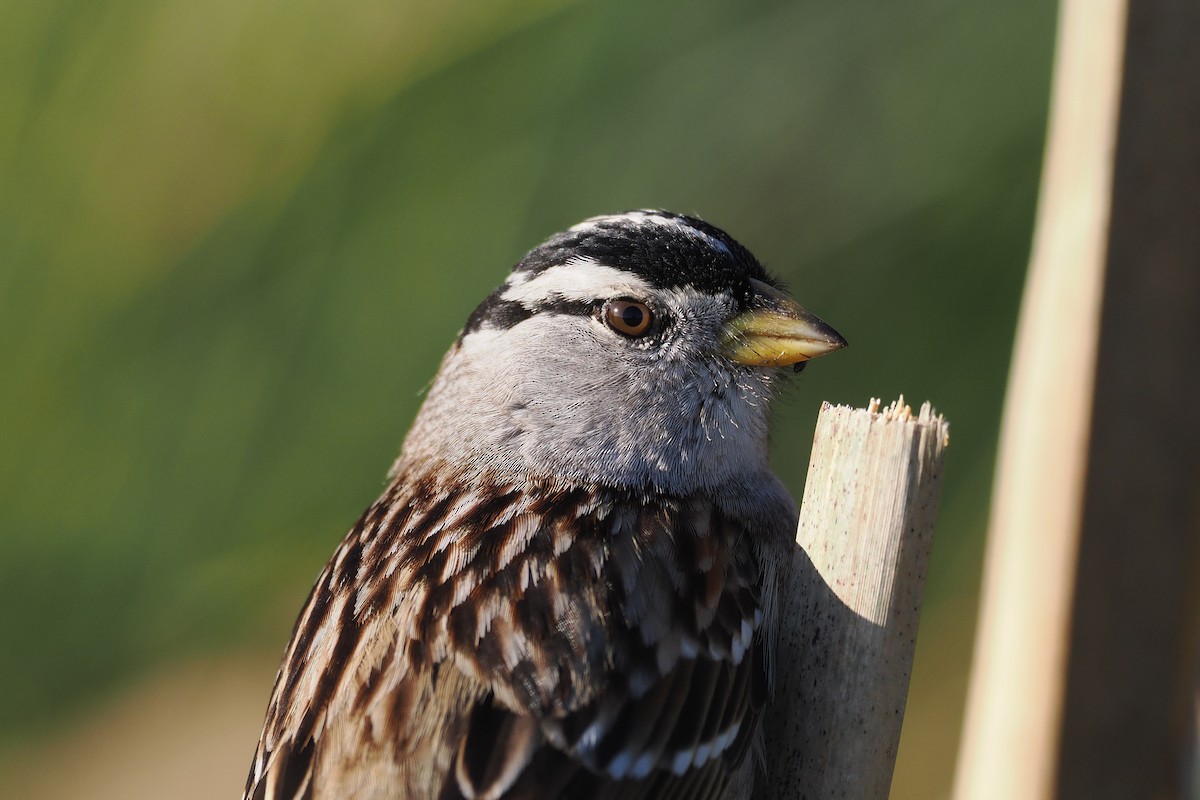 White-crowned Sparrow - ML648506867