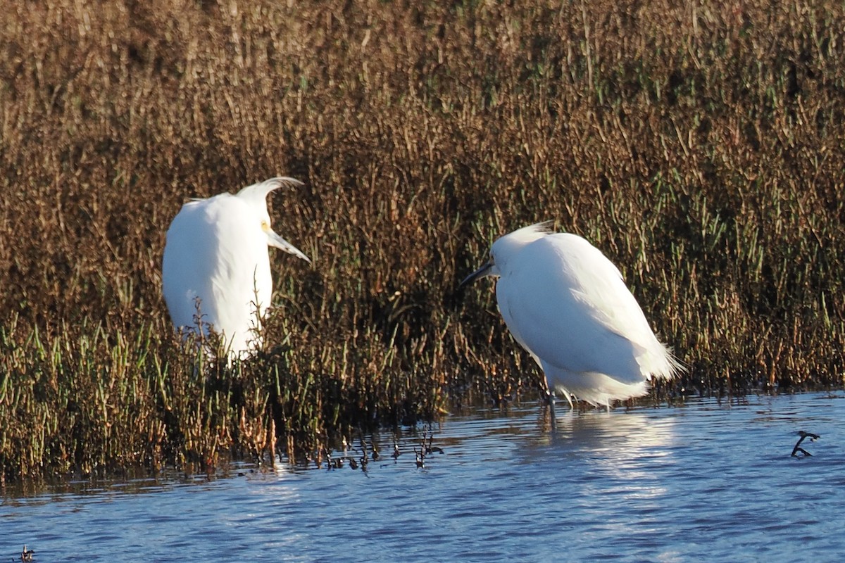 Snowy Egret - ML648506873