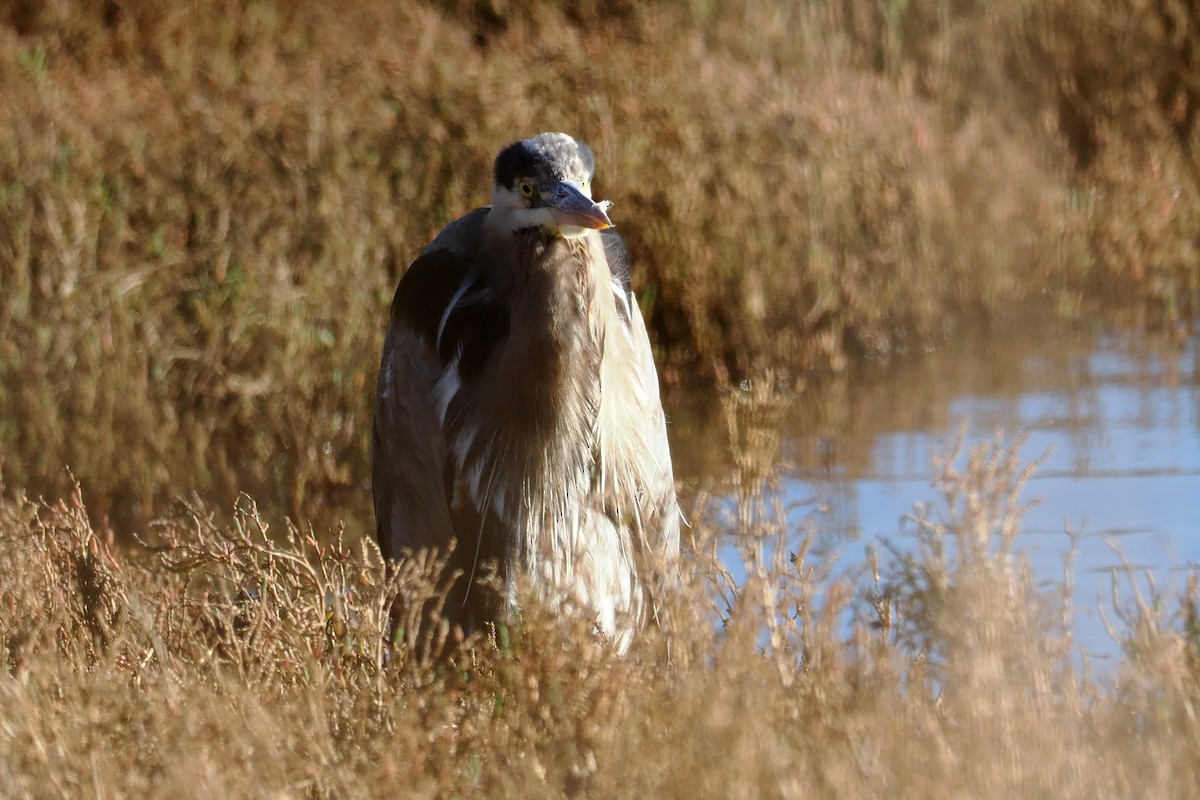 Great Blue Heron - ML648506880