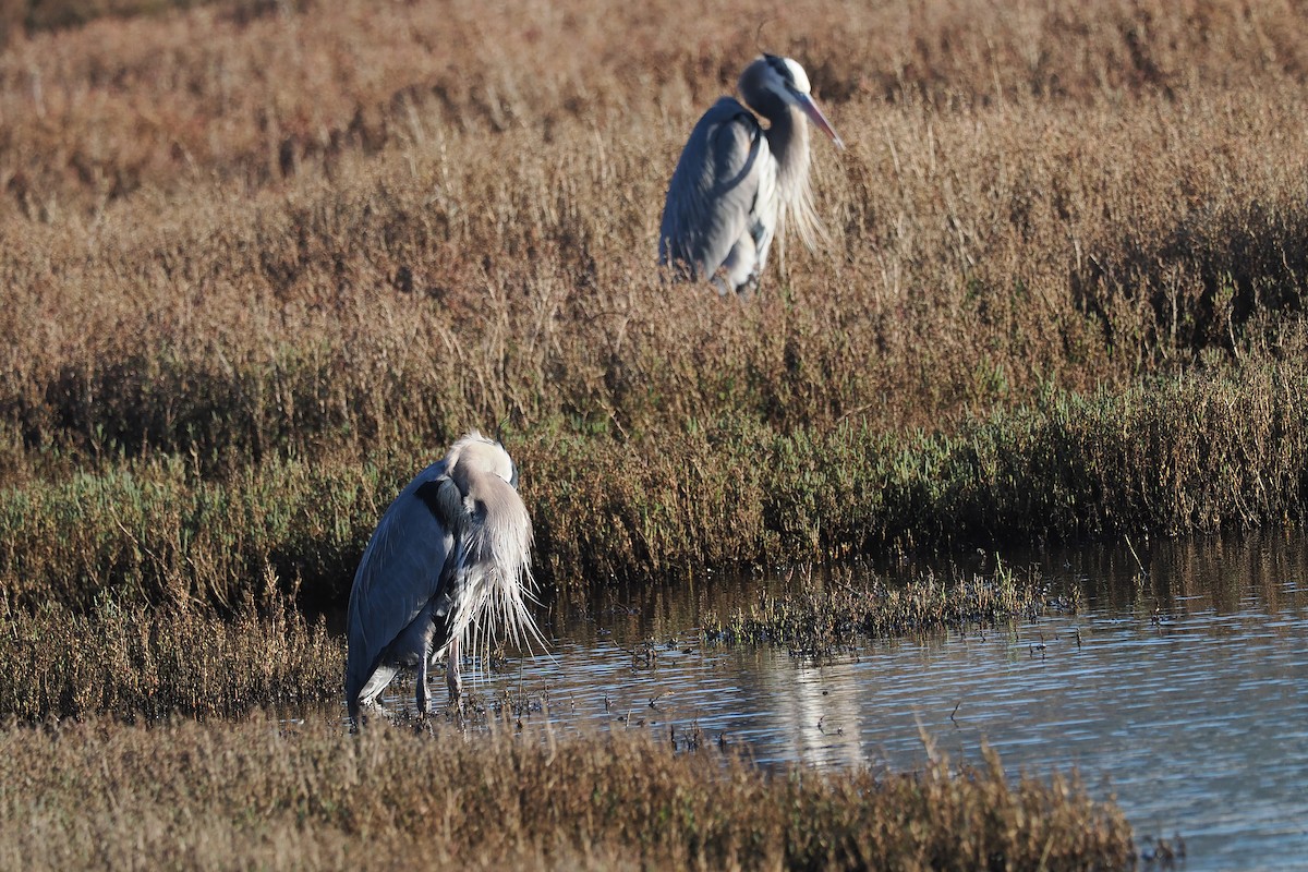 Great Blue Heron - ML648506881