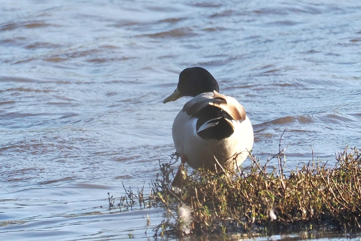 Mallard - ML648506886