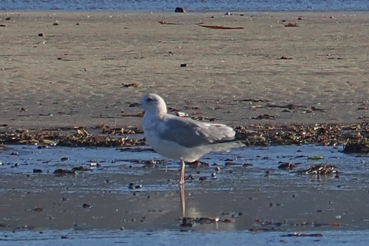 Short-billed Gull - ML648506897
