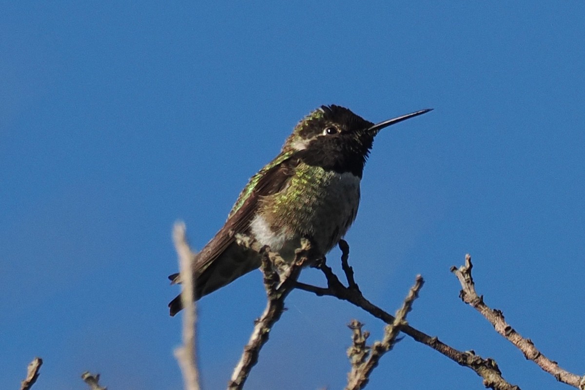 Anna's Hummingbird - ML648506920