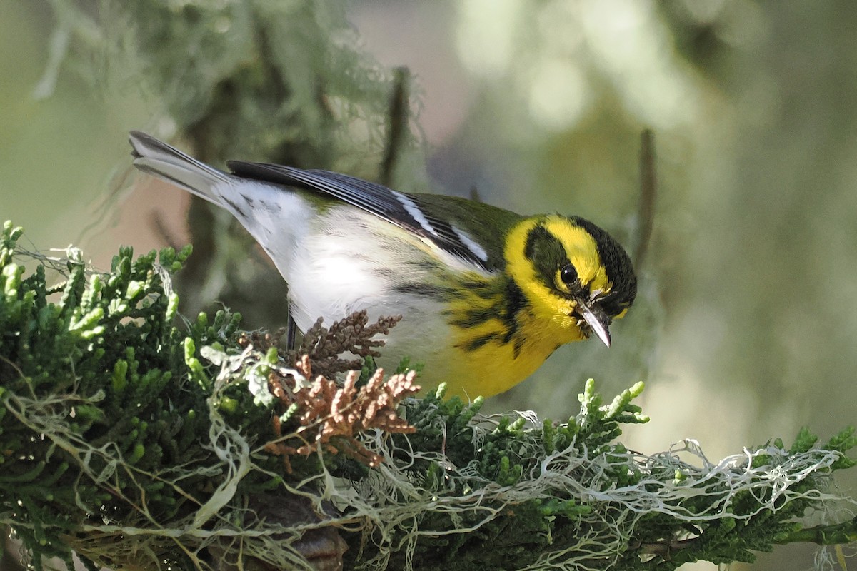 Townsend's Warbler - ML648506940