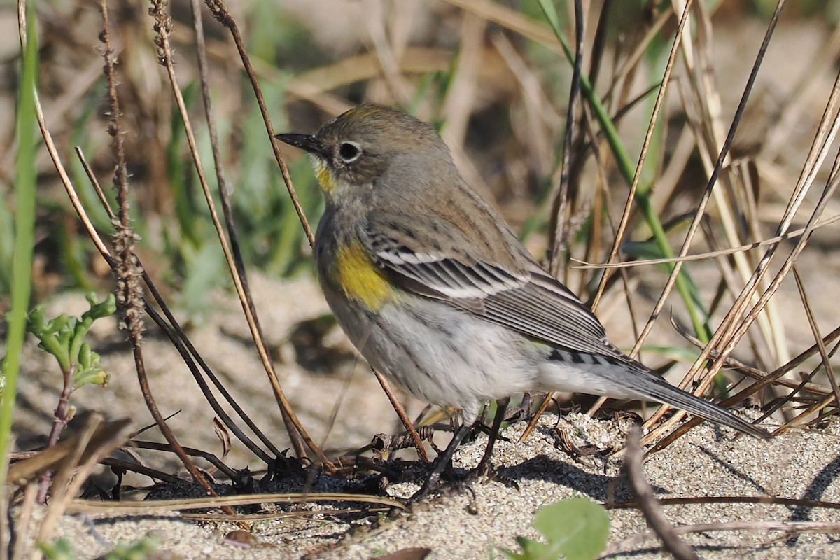 Yellow-rumped Warbler - ML648506953