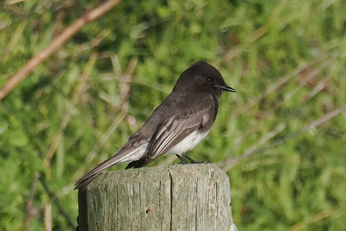 Black Phoebe - ML648506971