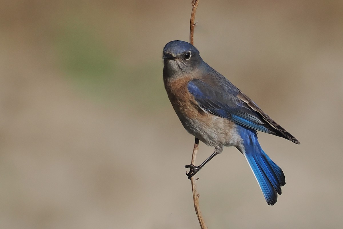 Western Bluebird - ML648506987